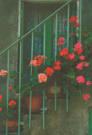 Delcampe - Finland Modern Colorful Geranium Flowers Pots Stone Staircase Unposted #SDS144 - Blumen