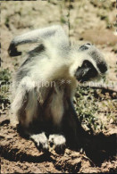 Delcampe - Affen Monkeys Singes Monos Scimmie-- Vervet Monkey - Affen