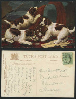 Delcampe - Dog Dogs Puppy Puppies & Coins, A Silver Shower 1906 Old Tuck's Oilette Postcard - Hunde