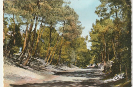 Delcampe - AA+60-(44) SAINT BREVIN - UNE ROUTE EN FORET - Saint-Brevin-les-Pins