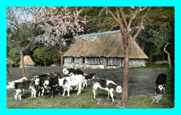 Delcampe - A854 / 117  Normandie En Broutant La Marguerite ( Vache ) - Sonstige & Ohne Zuordnung