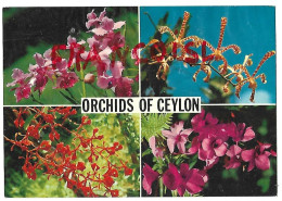 Delcampe - Orchids Of Ceylon / Orchidées De Ceylan - Blumen