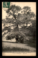 Delcampe - 58 - ST-HONORE-LES-BAINS - LE DEFEND - LE GROS CHATAIGNIER - ARBRE - Saint-Honoré-les-Bains