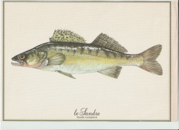 Delcampe - Le Sandre Sander Lucioperca - Animales