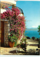 Delcampe - LES ISSAMBRES Les Bougainvilliers En Fleur SS 1381 - Les Issambres