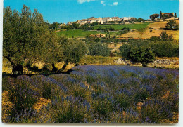 Delcampe - TOURTOUR Lavandes Et Oliviers SS 1381 - Salernes