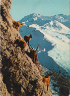 Delcampe - Davos - Steinböcke Am Schiahorn      Ca. 1970 - Davos