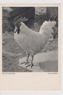 Delcampe - Bird Oiseau Vogel Pajaro Uccello *** Cock Schwanz Coq Verlag Adolf Korsch Munchen Deutschland - Vögel