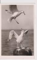 Delcampe - Bird Oiseau Vogel Pajaro Uccello *** Gull Mowe Mouette Sea Gull Seagull Verlag F. Schensky Helgoland Mowen - Vögel
