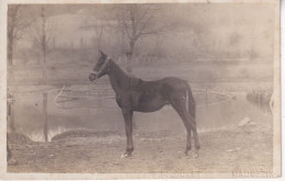 Delcampe - Carte Photo D'un Cheval  - F.PICOULET MAUVEZIN - Pferde