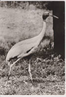 Delcampe - Bird Oiseau Vogel Pajaro Uccello *** Ntigone Antigone Sarus Crane Sarus Kranich Planet Verlag Berlin Deutschland - Vögel