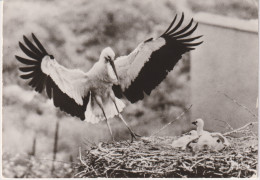 Delcampe - Bird Oiseau Vogel Pajaro Uccello *** Stork Storch Cigogne Planet Verlag Berlin Deutschland - Vögel