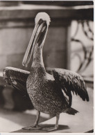 Delcampe - Bird Oiseau Vogel Pajaro Uccello *** Pelican Pelikan Pelicans Meerespelikan Planet Verlag Berlin Deutschland - Vögel