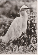 Delcampe - Bird Oiseau Vogel Pajaro Uccello *** Eastern Great Egret Egretta Garzetta Silber Reiher Aigrette Planet Verlag Berlin - Vögel