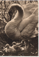 Delcampe - Bird Oiseau Vogel Pajaro Uccello *** Swan Schwan Cygne Verlag Bild Und Heimat Reichenbach Deutschland - Vögel