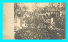 Delcampe - A952 / 531 Carte Photo ! Arbre - A Situer - A Identifier - Fotografie