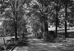 Delcampe - Lavacherie S/Ourthe – Allée Des Ecoles - Sainte-Ode