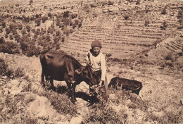 Delcampe - Liban Syrie * Les Bons Amis De Jamil * Pays Alaouite * Lebanon Syria - Libanon