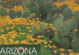 Delcampe - USA Phoenix Desert Landscape Cacti Goldpoppies Southern #PBG429 - Phönix