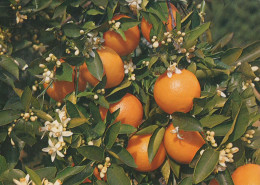 Delcampe - USA Miami Orange Tree Blossoms Fruit Scenic Landscape #PBG395 - Miami