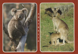 Delcampe - Australia Sydney Nsw Koala Bear Kangaroo Joey Native Wildlife Animals #PBG330 - Sydney