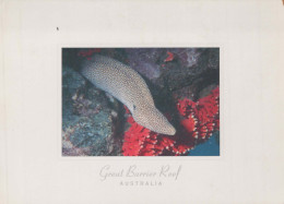 Delcampe - Australia Cairns Great Barrier Reef Marine Life Moray Eel #PBG328 - Cairns