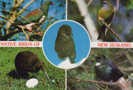 Delcampe - New Zealand Native Birds Wildlife Kiwi Kea Tui Wood Pigeon Unposted #PBG242 - Neuseeland