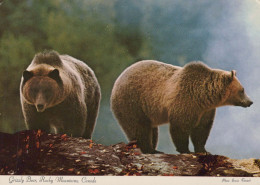 Delcampe - Canada Banff Grizzly Bear Wildlife Rocky Mountains Park Unposted #PBG205 - Banff