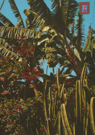 Delcampe - CARTOLINA  TENERIFE ISOLE CANARIAS SPAGNA PALMERAS Y FLORES VIAGGIATA   Z51 - Tenerife