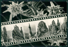 Delcampe - Lecco Grigna Meridionale Stelle Alpine Foto FG Cartolina KB3345 - Lecco
