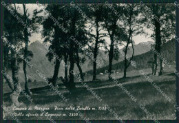 Delcampe - Lecco Cimone Di Margno Pian Delle Betulle ABRASA Foto FG Cartolina KB3464 - Lecco