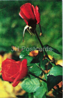 Delcampe - Montezuma And Super Star Roses - Rose - Flower Arrangement - Botanical - 1979 - Moldova - USSR - Unused - Blumen