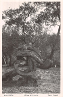 Delcampe - Espagne MALLORCA OLIVIO MILENARIO - Mallorca
