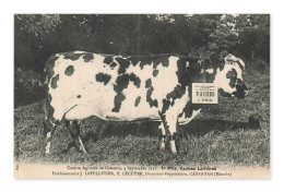 Delcampe - Carentan – Comice Agricole Du Cotentin, 1er Prix Vaches Laitières, France - Carentan