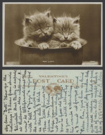 Delcampe - 2 Cats Kittens In A Pot Pot Luck Old Real Photo Postcard Cat Kitten Pets Animals - Katzen