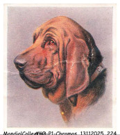 Delcampe - AYQP1-0112-CHROMOS - Our Dogs - The Bloodhound - Godfrey Phillips - Phillips / BDV