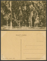 Delcampe - Egypt Old Postcard Ismailia Les Bois Woods Forest Trees Costi Damilacos 0450 607 - Autres & Non Classés