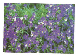 Delcampe - WILD PANSY ( Viola Tricolor ) - WWF - FINLAND - - Blumen