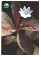 Delcampe - ARCTIC STARFLOWER ( Lysimachia Europaea ) -WWF - FINLAND - - Blumen