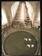 Delcampe - Cpm Chantilly Musée Vivant Du Cheval, Présentation Pédagogique Dans Le Dome - Chantilly