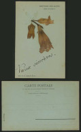 Delcampe - Novelty Old Postcard GENTIAN Des Alpes Real Dry Flowers - Blumen