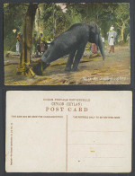 Delcampe - Ceylon Old Colour Postcard An Unwilling Capture Elephant Hunt Hunting Natives 73 - Sri Lanka (Ceylon)