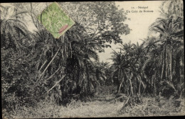 Delcampe - CPA Senegal, Un Coin De Brousse - Sénégal