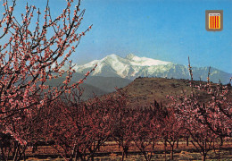 Delcampe - 66 PERPIGNAN LE CANIGOU - Perpignan