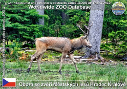 Delcampe - 01330 WZD • ZOO - Obora Se Zveri Mestskych Lesu Hradec Kralove, CZ - Pere David's Deer (Elaphurus Davidianus) - Repubblica Ceca