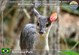 Delcampe - 01959 WZD • ZOO - Animália Park, BR - Brown Brocket (Subulo Gouazoubira) - São Paulo