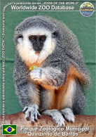 Delcampe - 01958 WZD • ZOO - Parque Zoológico Munic. Quinzinho De Barros (ZOO Sorocaba), BR - Vieira's Titi (Plecturocebus Vieirai) - São Paulo