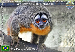 Delcampe - 01955 WZD • ZOO - Bio Parque Do Rio, BR - Black-headed Night Monkey (Aotus Nigricep) - Rio De Janeiro