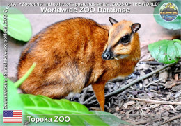 Delcampe - 01935 WZD • ZOO - Topeka ZOO, US - Greater Mouse Deer (Tragulus Napu) - Topeka