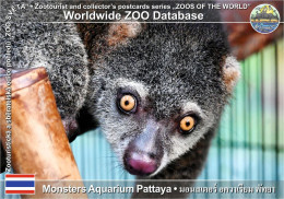 Delcampe - 01900 WZD • ZOO - Monsters Aquarium Pattaya, TH - Celebes Brown Cuscus (Ailurops Ursinus) - Thaïland
